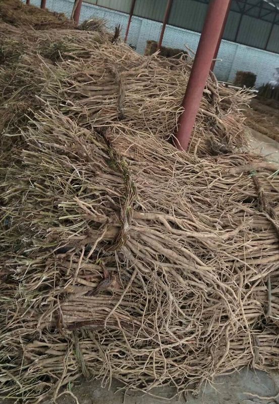 HPLC 복사뼈 추출물 분말 Calycosin 7 O beta D 글루코사이드 20633 67 4 C22H22O10